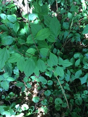 Philadelphus inodorus