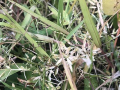 Eragrostis hypnoides