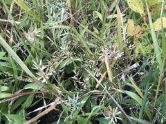 Eragrostis hypnoides