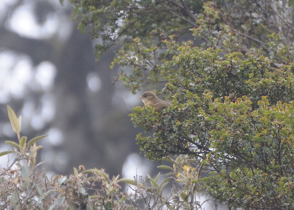 Nephelornis