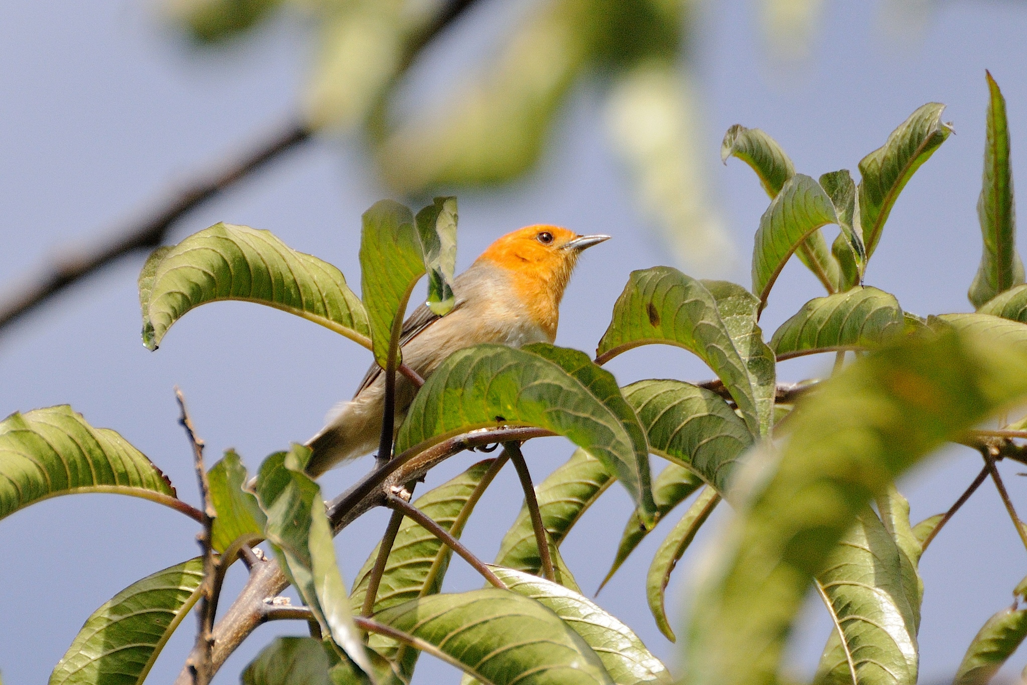 Brown-flanked Tanager illustration