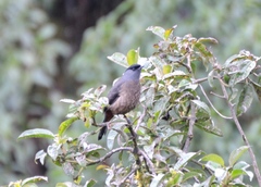 Doliornis sclateri