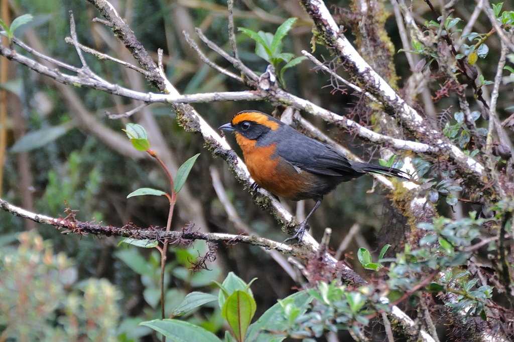 Rufous-browed Hemispingus (Poospiza rufosuperciliaris) photo