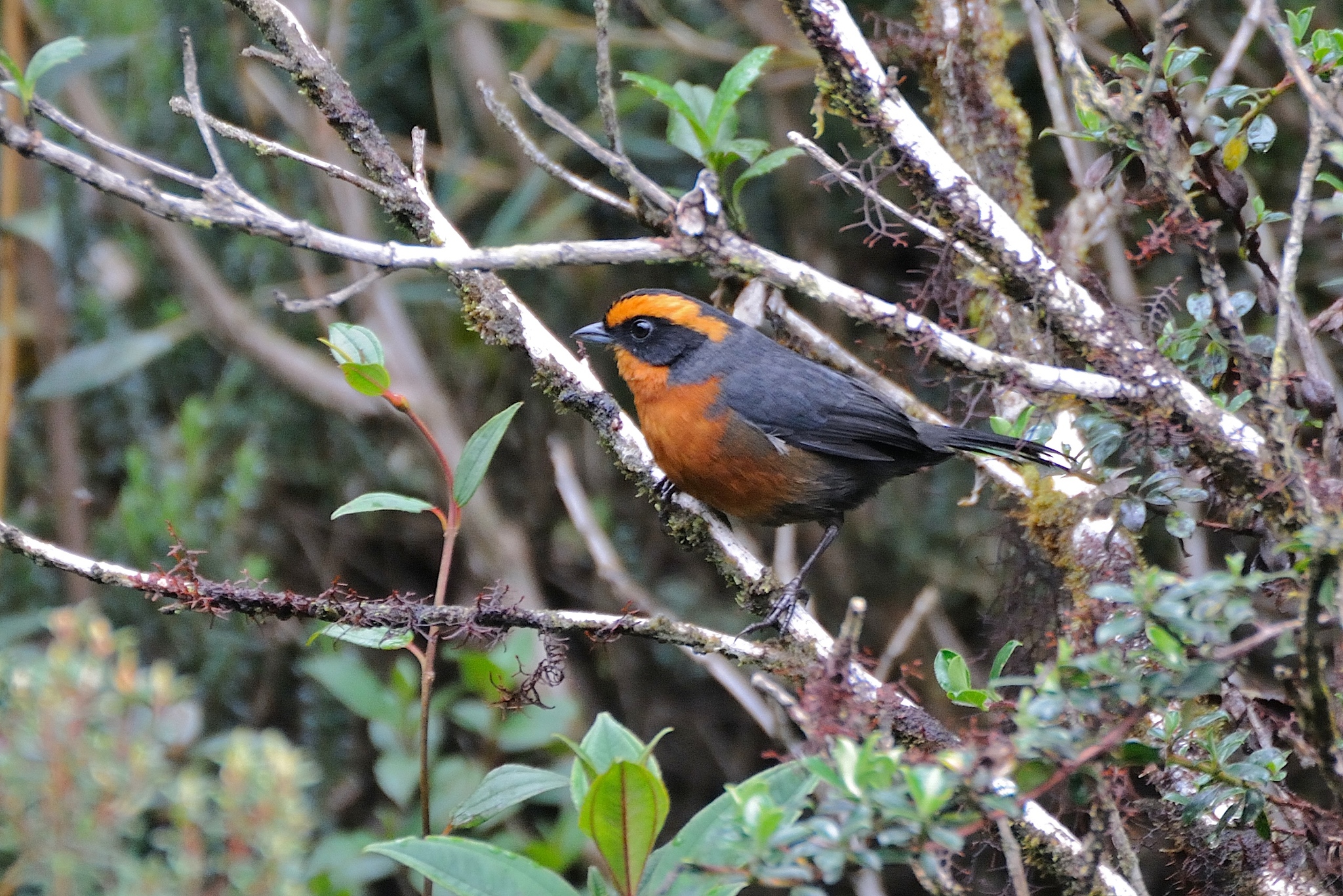 Rufous-browed Hemispingus illustration