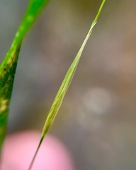 Triniochloa stipoides