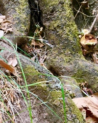 Triniochloa stipoides