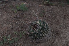 Echinofossulocactus pentacanthus