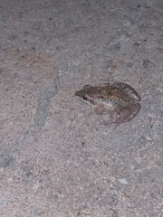 Leptodactylus fuscus