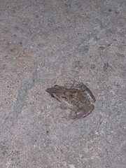 Leptodactylus fuscus