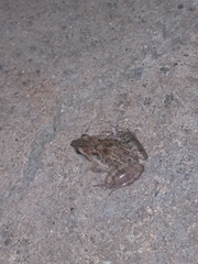 Leptodactylus fuscus