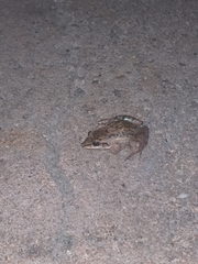 Leptodactylus fuscus