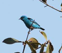 Dacnis cayana