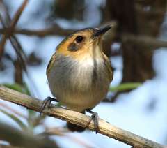 Poecilotriccus plumbeiceps