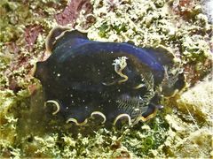 Pseudobiceros hancockanus