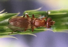 Zacompsia fulva