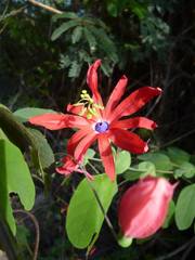 Passiflora edmundoi
