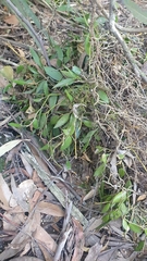 Dendrobium pugioniforme