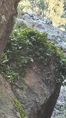 Dendrobium pugioniforme