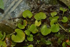 Parnassia fimbriata
