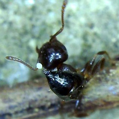 Crematogaster lineolata