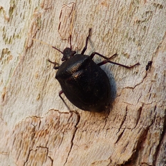 Antiteuchus mixtus