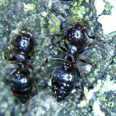 Crematogaster lineolata