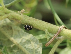 Hyperaspis octonotata