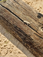 Sceloporus arenicolus