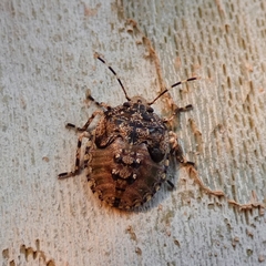 Antiteuchus mixtus