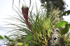 Tillandsia punctulata