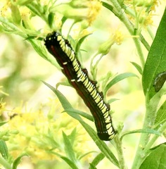 Cucullia convexipennis