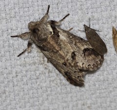 Antithemerastis acrobela