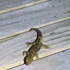 Dactylocnemis pacificus