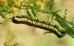 Cucullia convexipennis