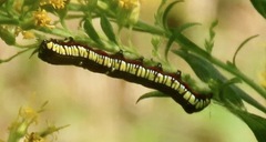 Cucullia convexipennis