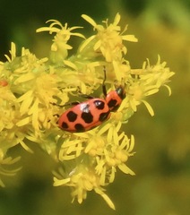 Coleomegilla maculata
