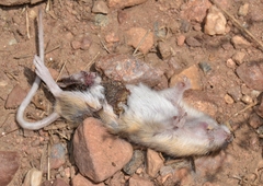 Perognathus