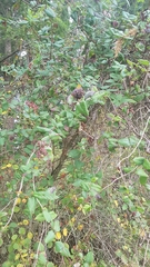 Lonicera hispidula