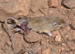Perognathus
