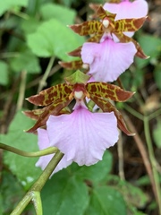 Rhynchostele bictoniensis