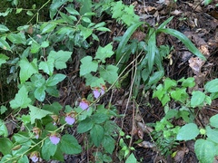 Rhynchostele bictoniensis