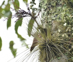 Tillandsia filifolia