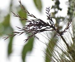 Tillandsia filifolia
