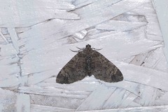 Hammaptera parinotata