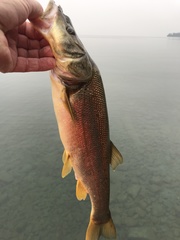 Ptychocheilus oregonensis