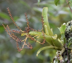 Catopsis sessiliflora