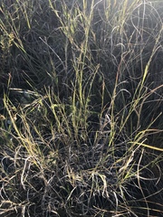 Muhlenbergia cuspidata