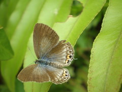 Euchrysops cnejus cnejus