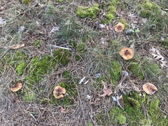 Russula ventricosipes