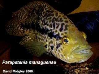 Jaguar Guapote